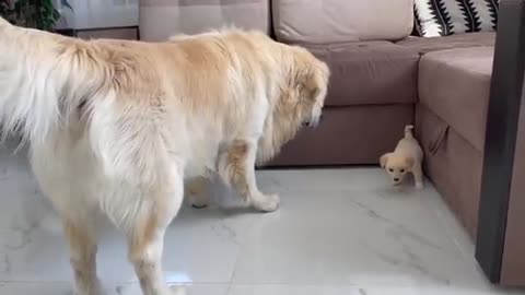 Golden Retriever Meets a Puppy like himself