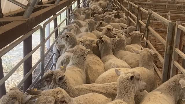 Brown and Tan Kelpie Separates Sheep in Laneway