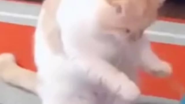 Funny Pets Try Not To Laugh At These Cutest Pets Compilation
