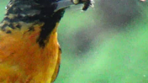 Oriole