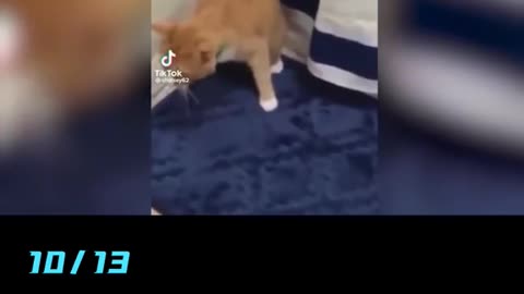 Best Funny Animal Videos 2022 - Funniest Cats And Dogs Video