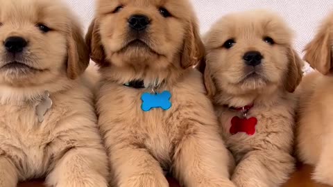 Super Handsome Golden Retriever Puppies!