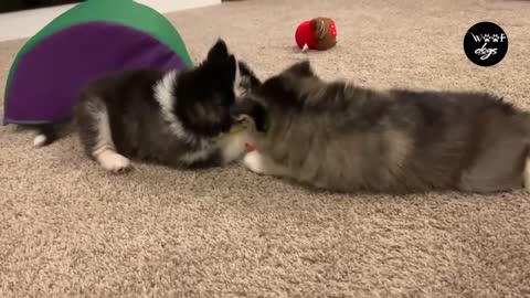 Husky Puppies playing tug of war