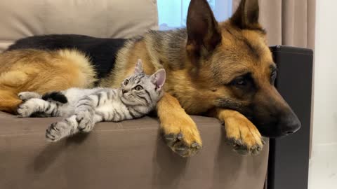 German Shepherd and Golden Retriever are Best Friends for Kitten