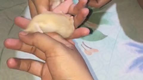 FUNNY SYRIAN HAMSTER