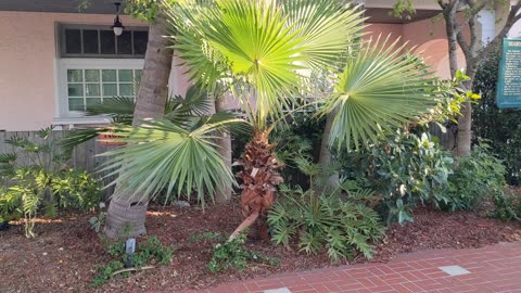 Lone palm