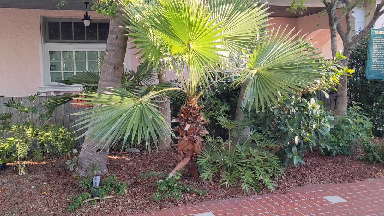 Lone palm