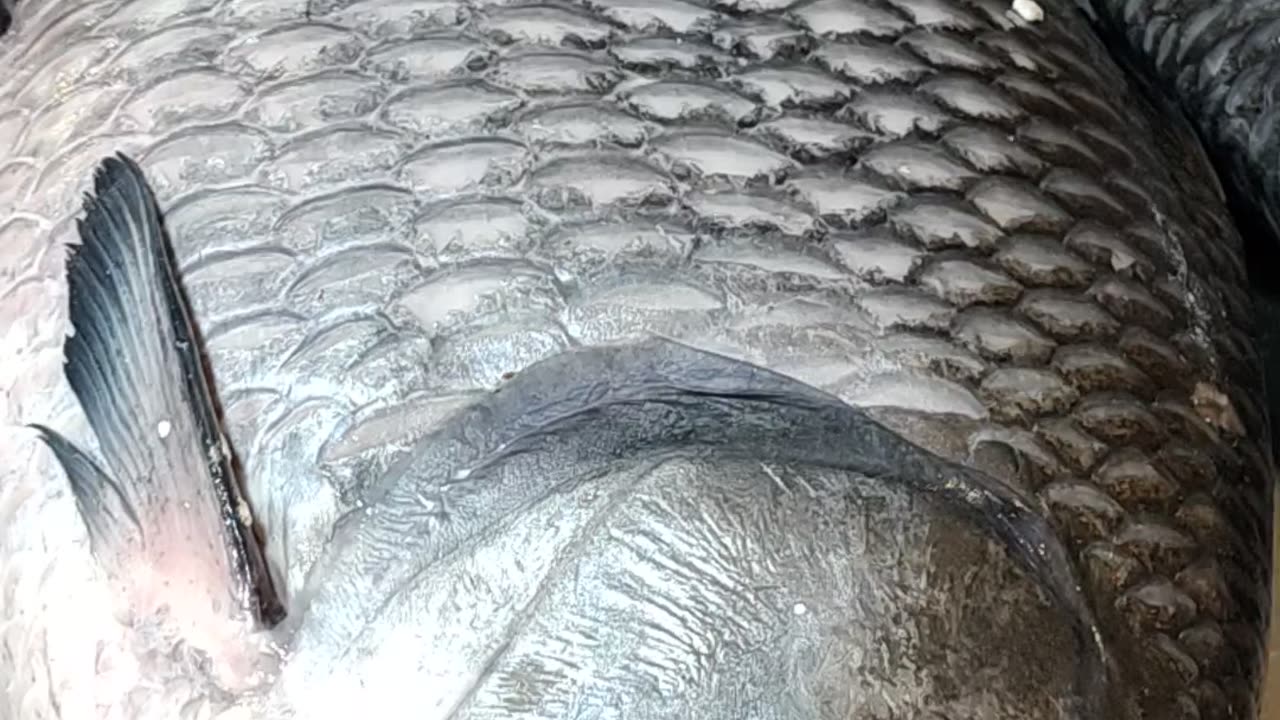 Katla Fish Live Video In Fish Market#shorts