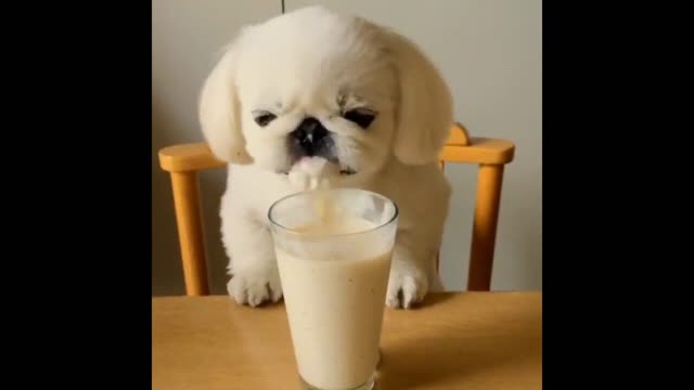 Gif video of dog drinking coffee