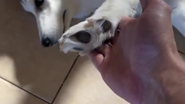 Lazy Siberian Husky REFUSES TO DO ANY TRICKS!