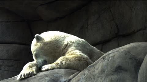 Ice Bear Sleeping