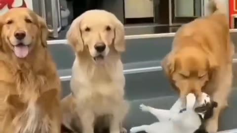 Dog and cat fun