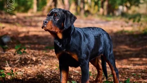Diva Rottweiler Puppies for sale in kent