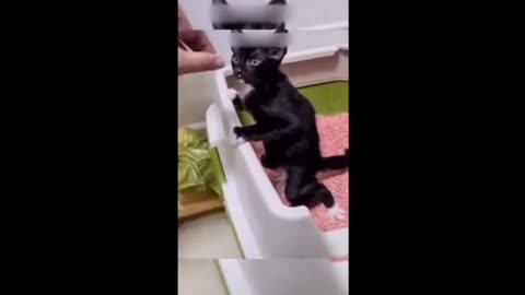 Funny cat and funny dog part 1
