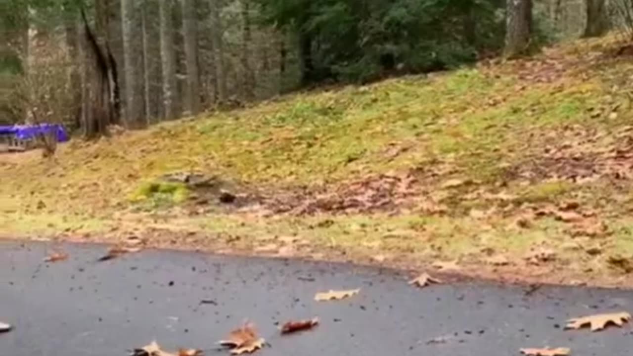 Giggle with Cute Pets