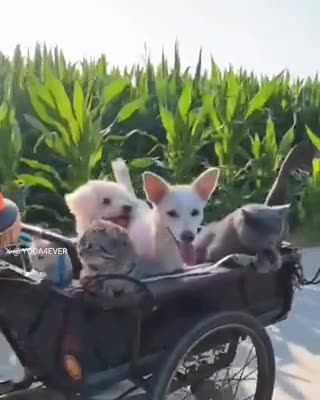 Pets wagon