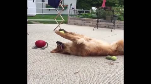 Funny dog video 2022