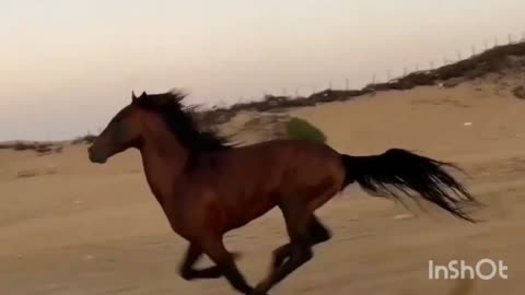 The beauty of #horses2023