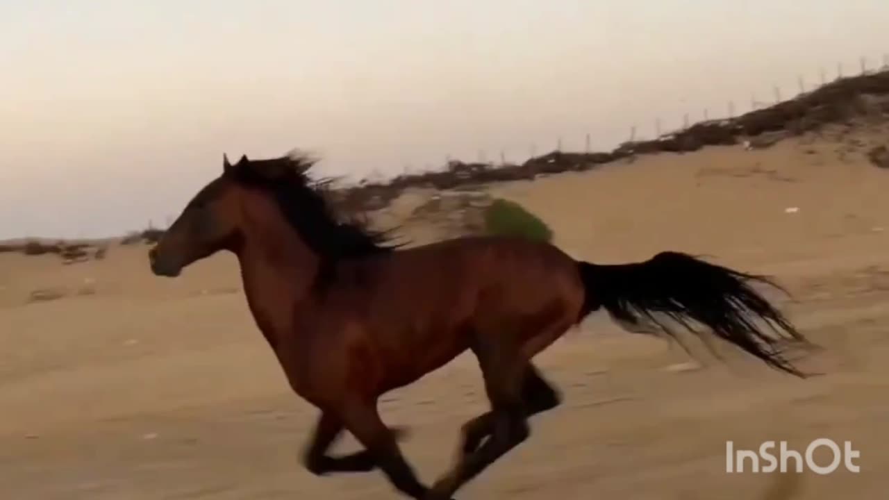 The beauty of #horses2023