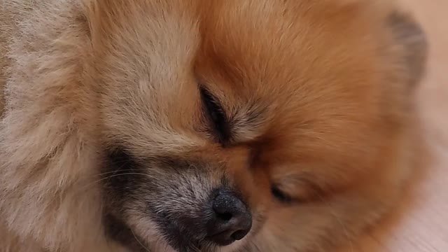 Sleeping dog
