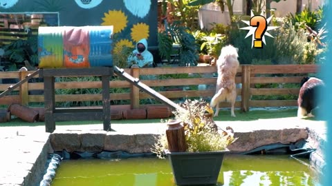 4K Quality Animal Footage - Dogs and Puppies Beautiful Scenes Episode 17 | Viral Dog Puppy