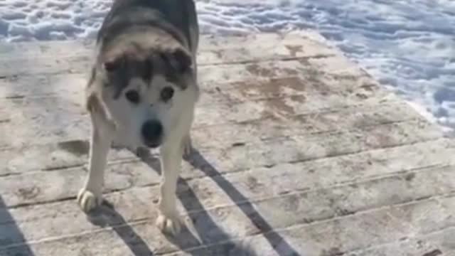 This husky is a jerk! XD