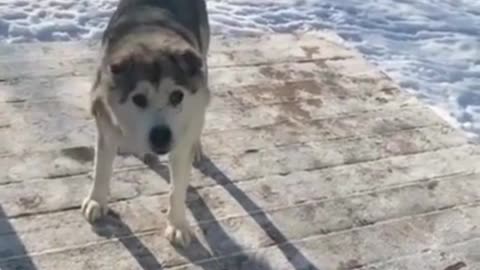 This husky is a jerk! XD