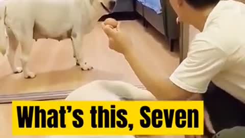 || 🐶🐕 Dog Training video ||