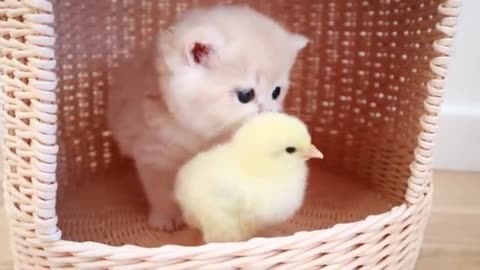 Cute kitten and baby duckling