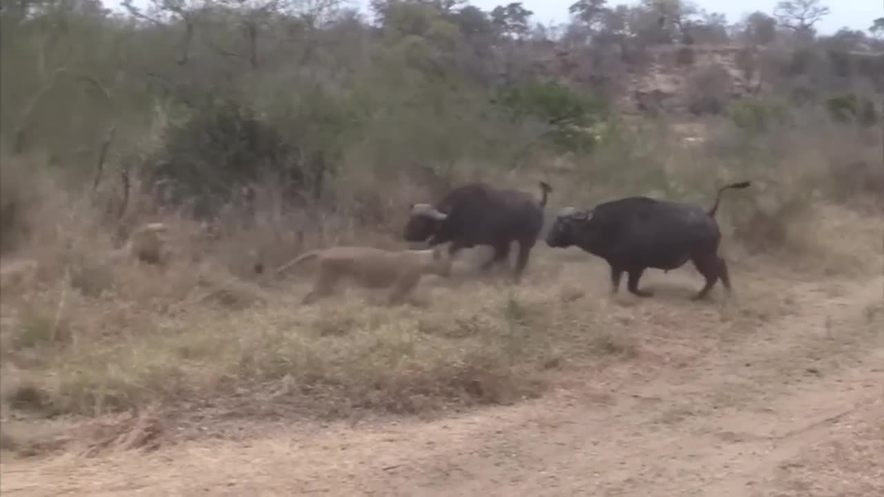 Lion vs Buffalo fight to Death | Wild Animals