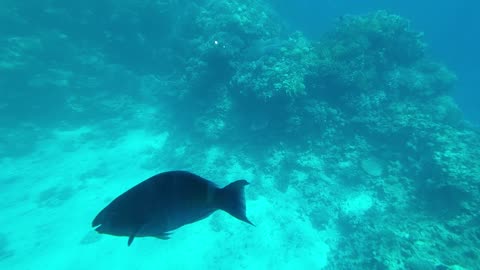 Under water . Red Sea Egypt