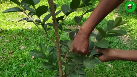 How to grow guava trees from guava leaves