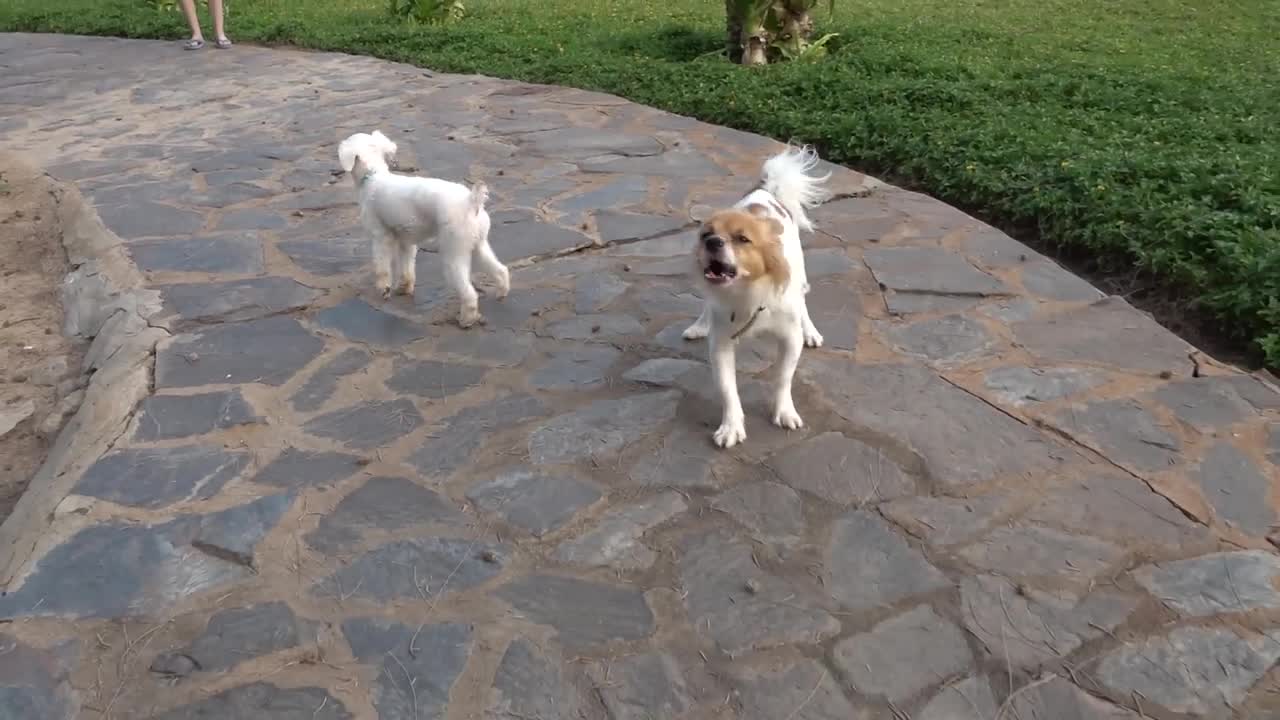 dogs seeing strangers