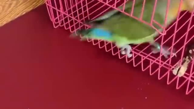 Very smart show #sahrots.#parrotshow