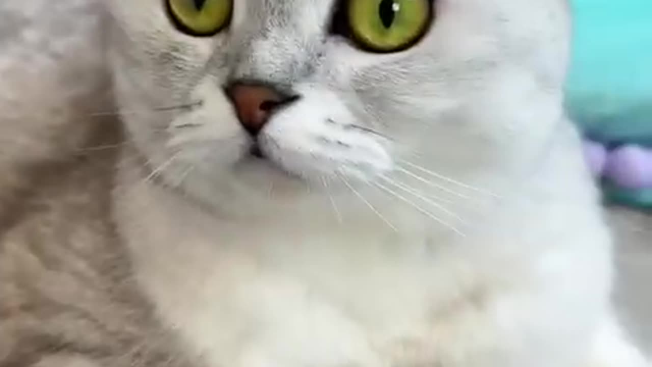 Cat get trick by owner 😀
