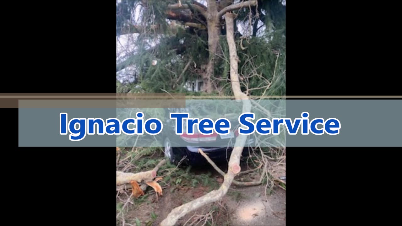 Ignacio Tree Service