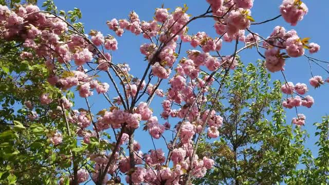 Beautiful nature music, club music, soothing music.