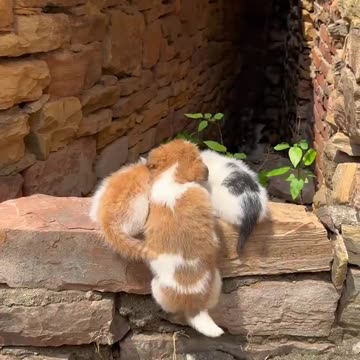 Puppy with Kittens Family