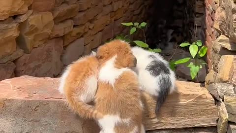 Puppy with Kittens Family