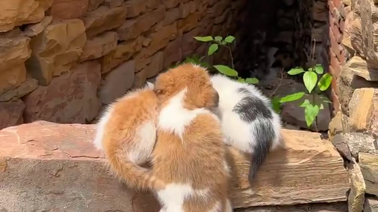 Puppy with Kittens Family
