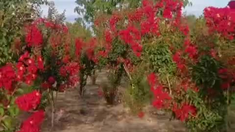 red flowers on tree