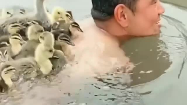 swim with hundreds of ducks