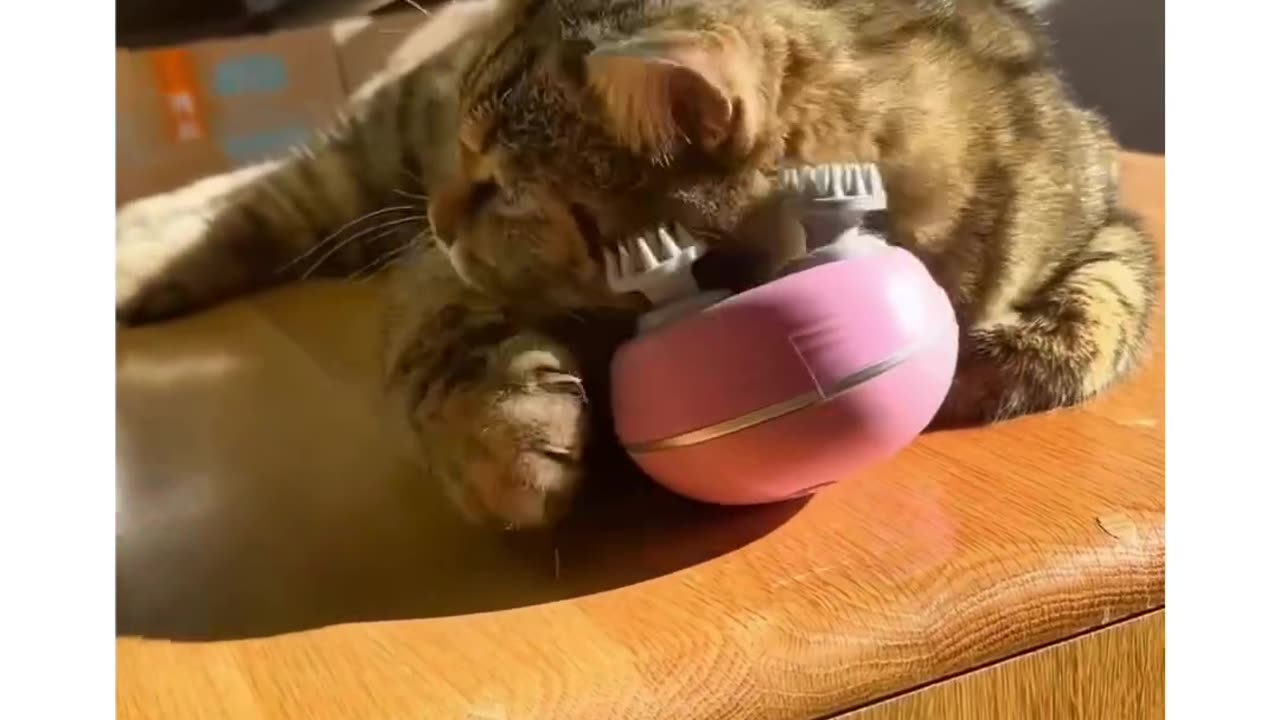 Funny cats video