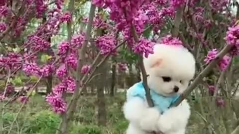 So Cute Little Puppy on the Tree #shorts #viral #shortsvideo #video