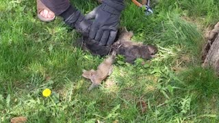 Man Saves 7 Tangled Baby Squirrels