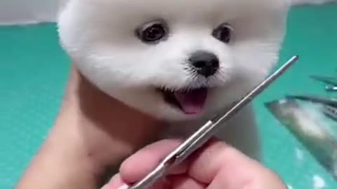 Hair style for cute dog(funny cute dog 🐕)