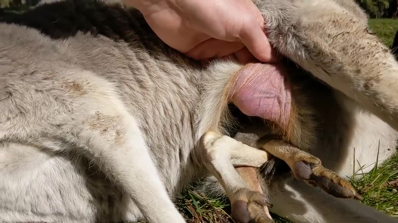 Look inside a kangaroo pouch.... | small kangaroo lived!