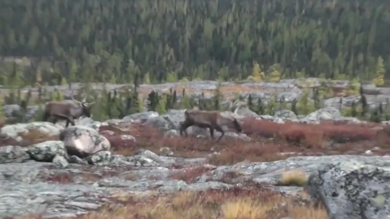 Quebec Caribou Hunt Short