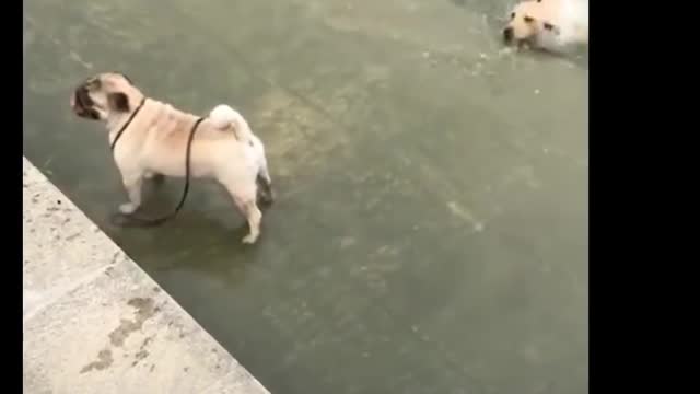 Funny and Cute Dog Fall in Water and Swim