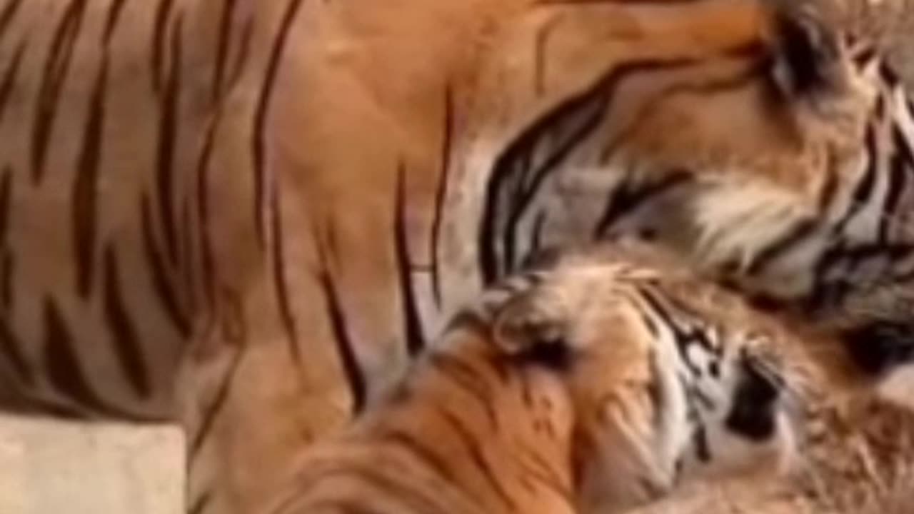 These Tigers Battle For Food